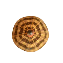 Mushroom Night Light From Seashell 1