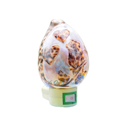 Night Light From Seashell 1