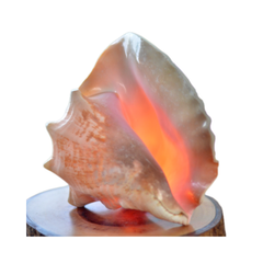 Night Light From Seashell