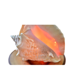 Night Light From Seashell