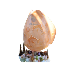 Night Light From Seashell 2