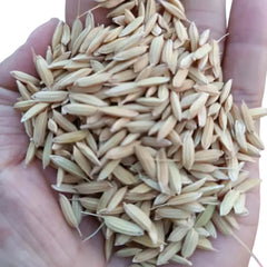 Northwest Bearded Rice