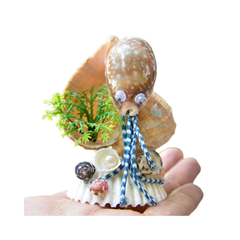 Octopus From Sea Snail Shells