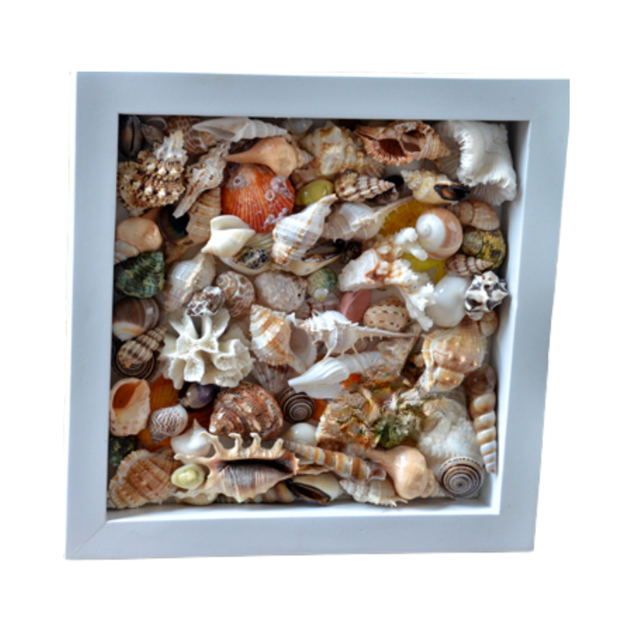Painting From Various Seashell