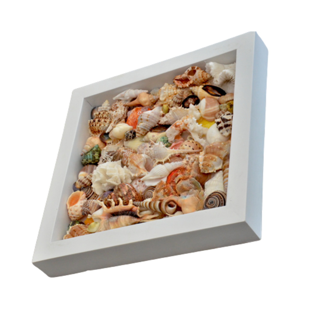 Painting From Various Seashell