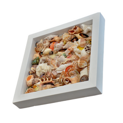 Painting From Various Seashell