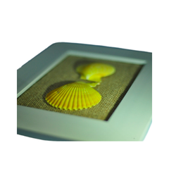 Painting Of 2 Seashell