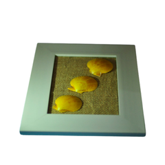 Painting Of Three Yellow Seashell