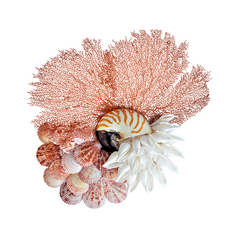 Prosperous Seashell Art
