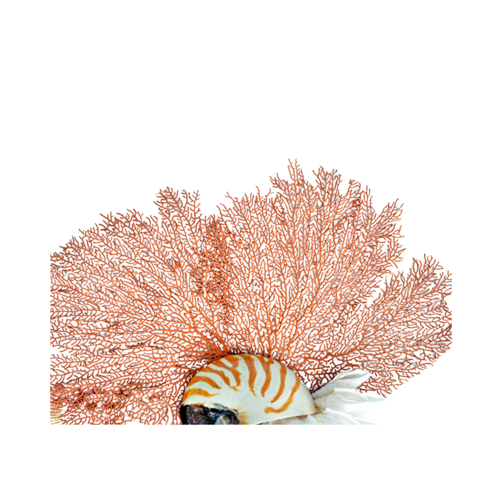 Prosperous Seashell Art