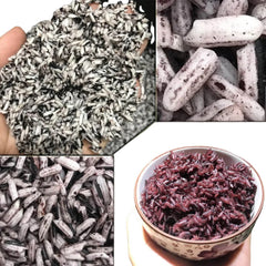 Purple Upland Rice