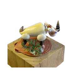Rhinoceros From Seashell