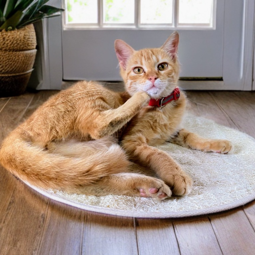Round Loofah Pet Mat