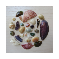 Seashell Collection Painting