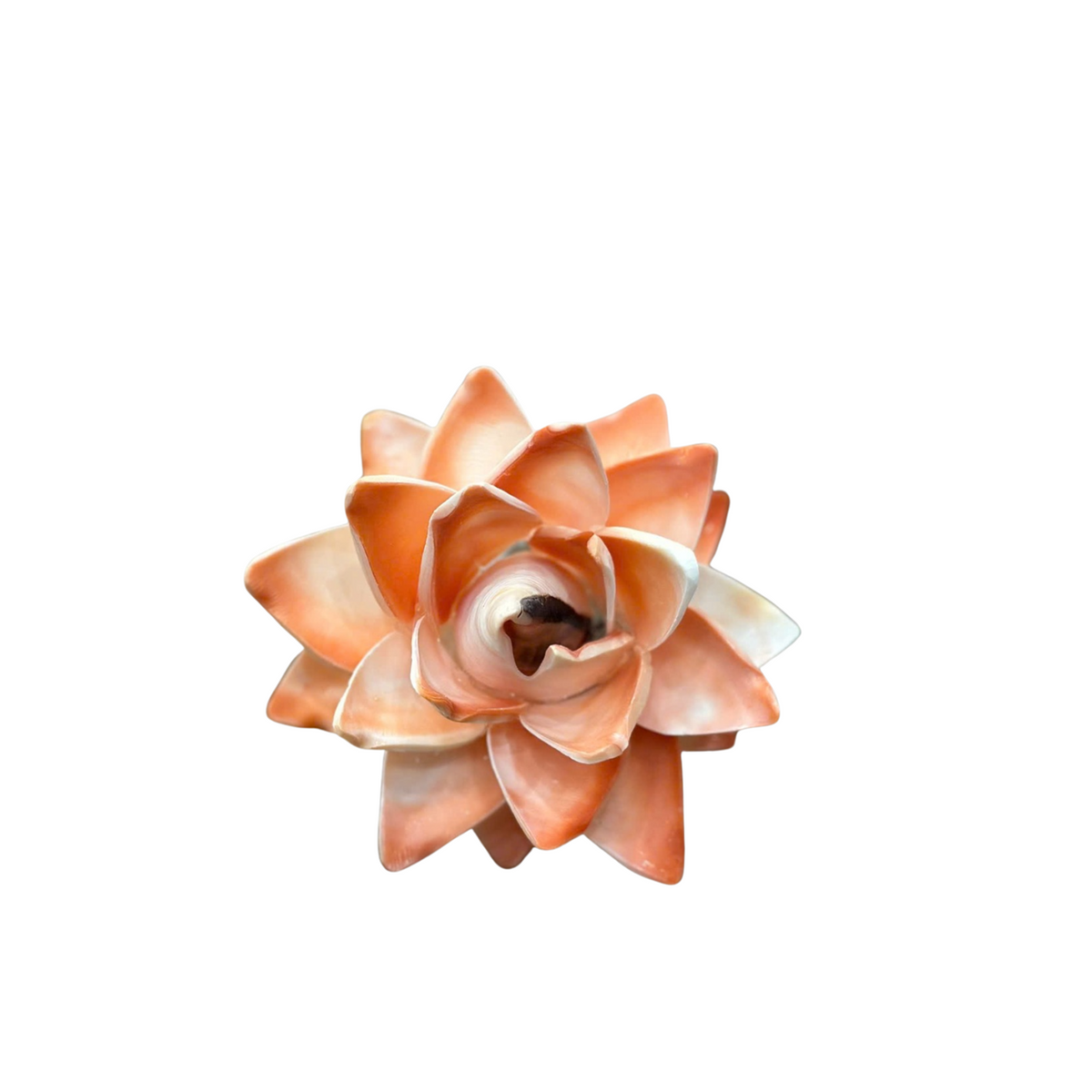 Seashell Flower