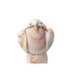 Seashell Night Light