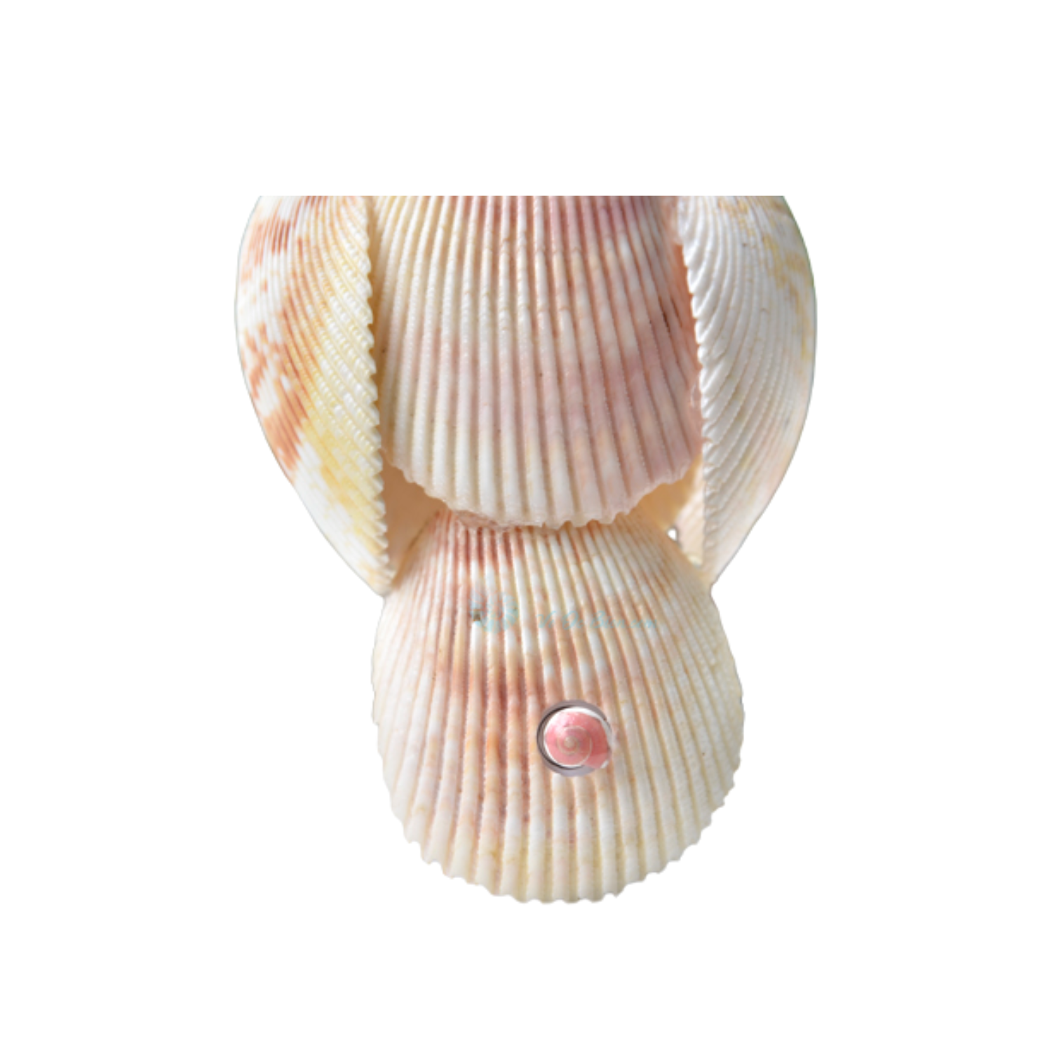 Seashell Night Light