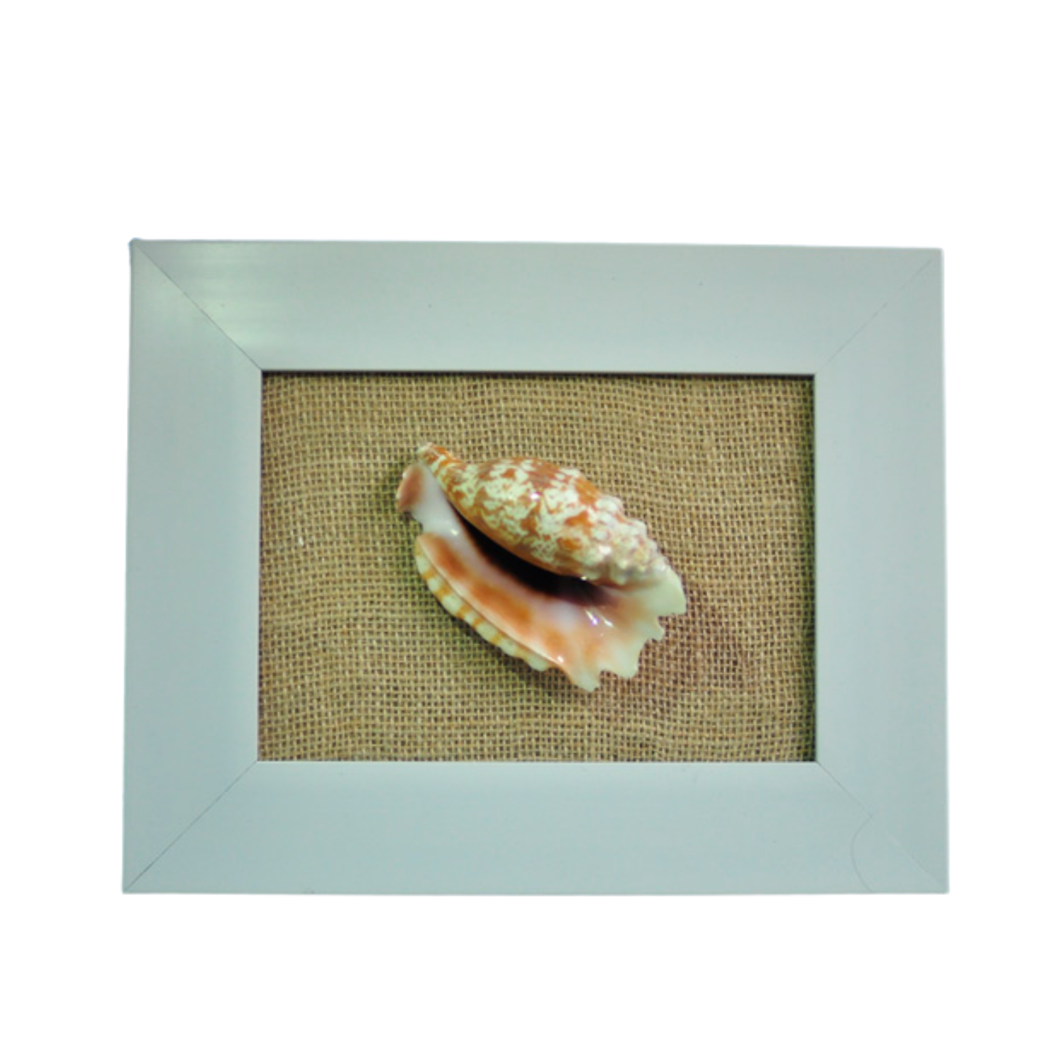 Seashell Painting 1