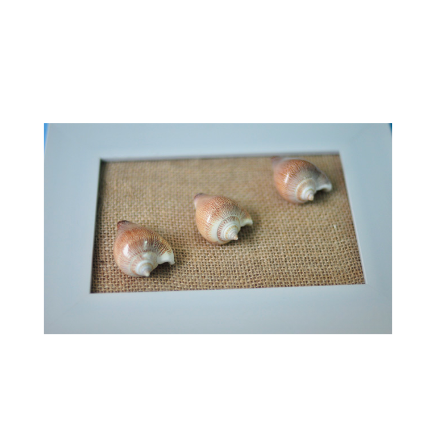 Seashell Painting