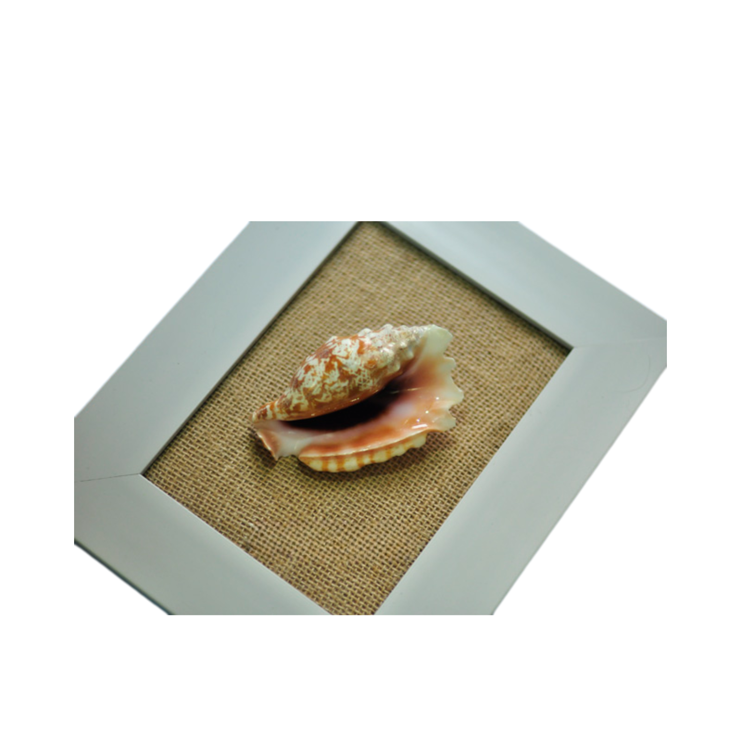 Seashell Painting 1