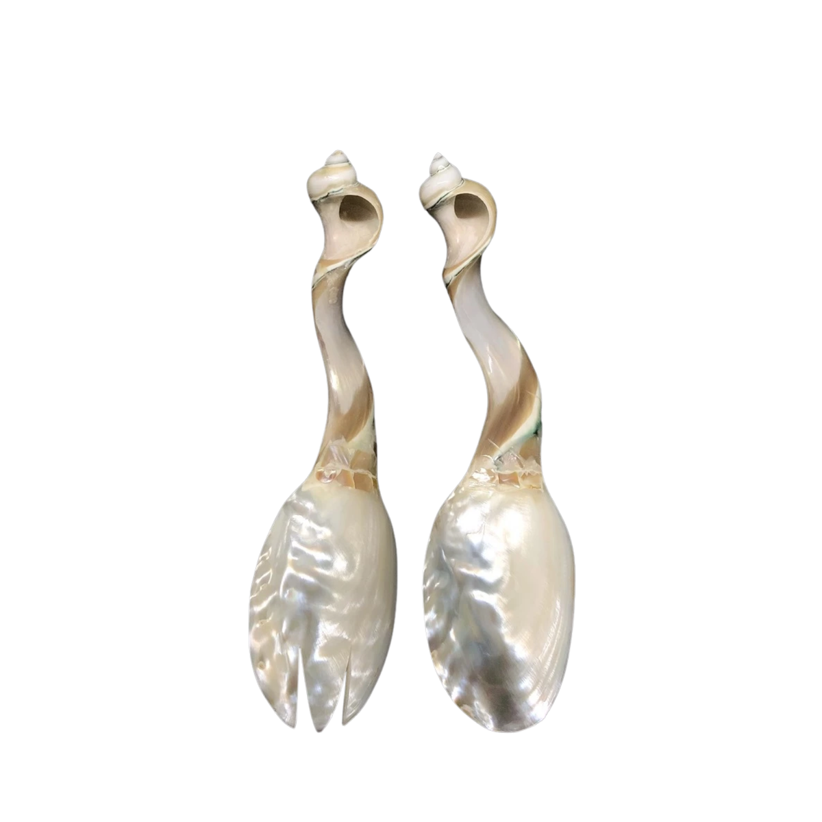 Seashell Spoon 11