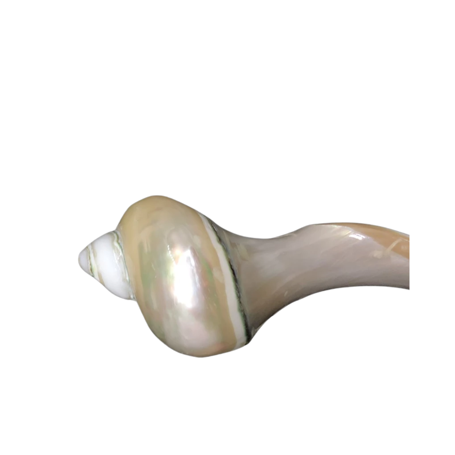 Seashell Spoon 11