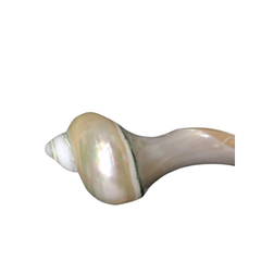 Seashell Spoon 11