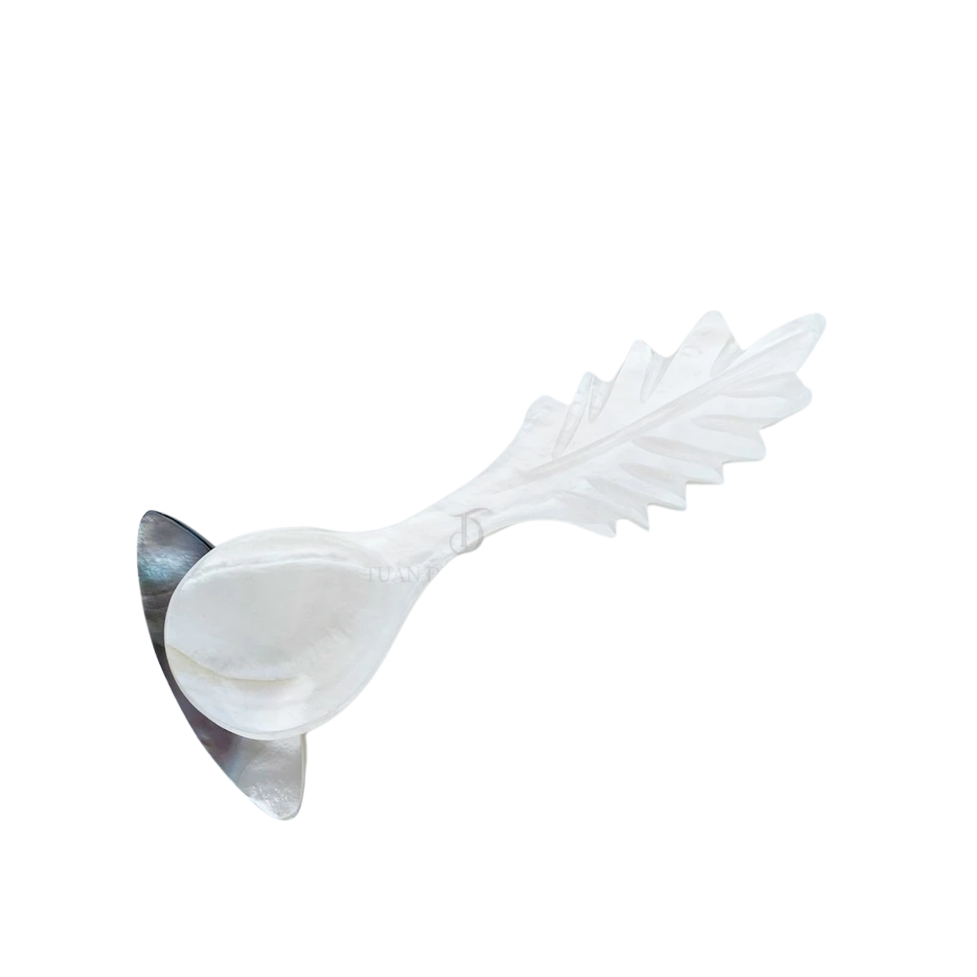Seashell Spoon 2