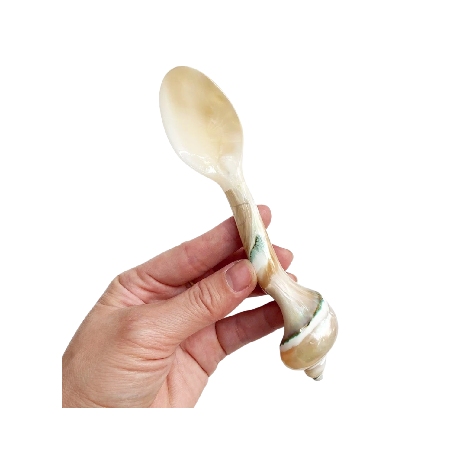 Seashell Spoon 2