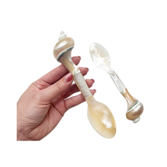 Seashell Spoon 4