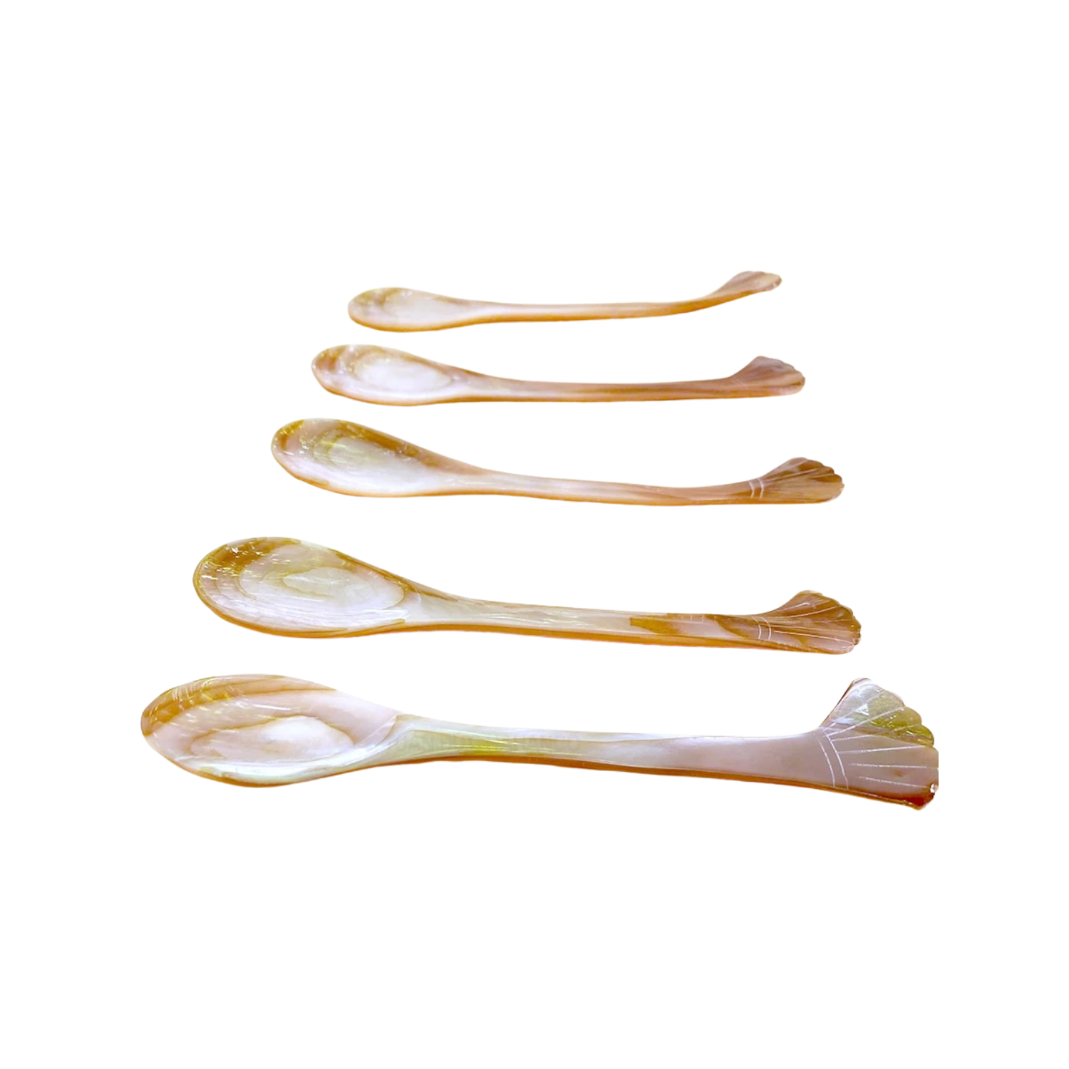 Seashell Spoon 5