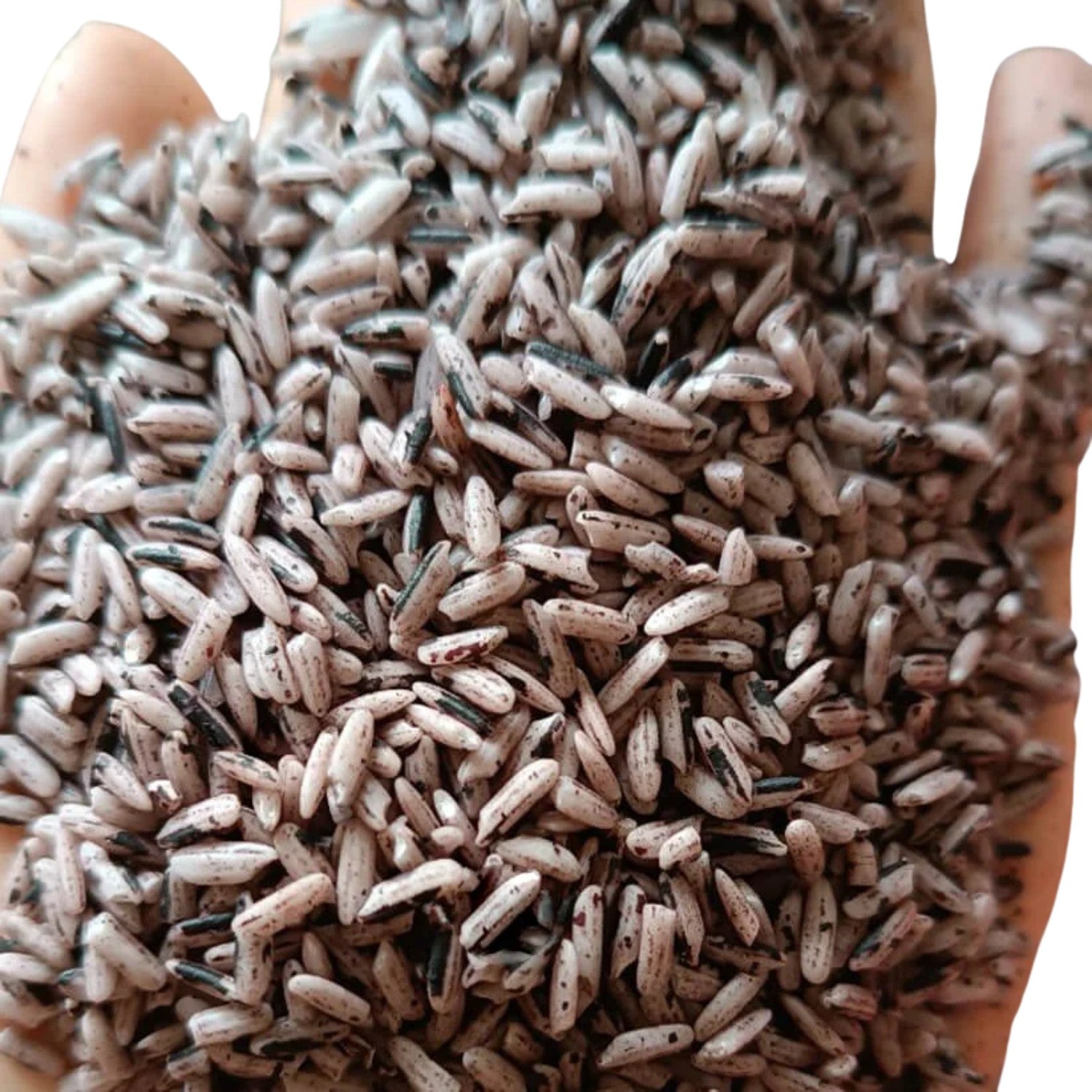 Sticky Purple Upland Rice
