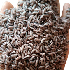Sticky Purple Upland Rice