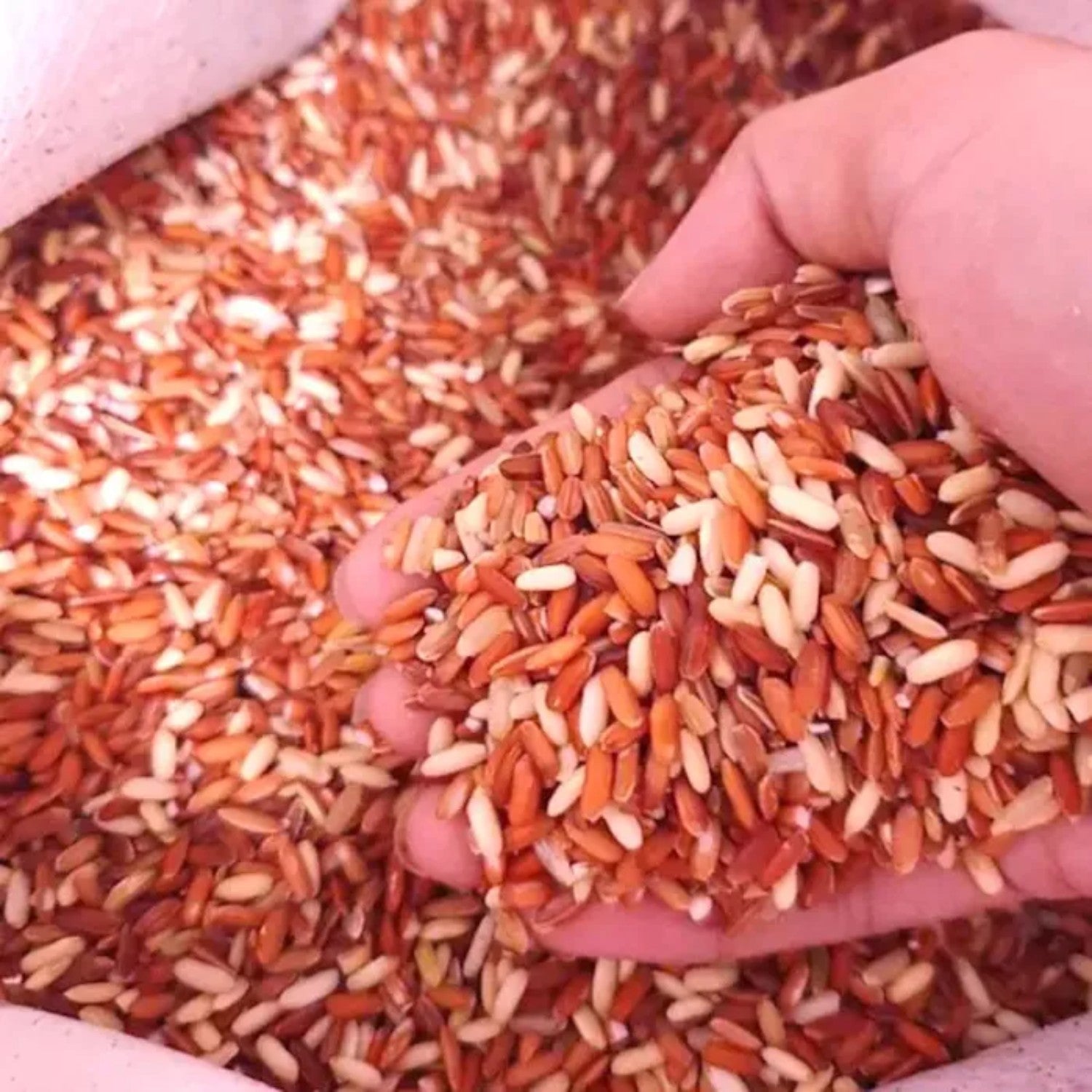 Sticky Red Brown Rice