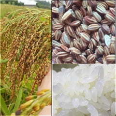 Sticky Rice