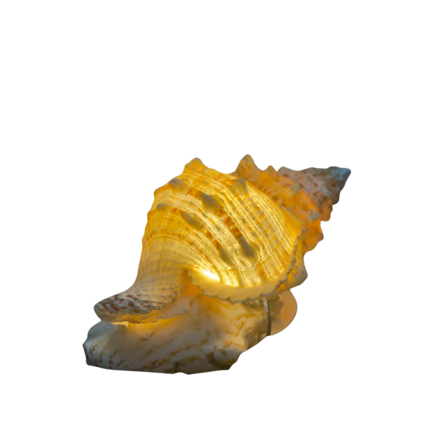 Yellow Whelk Shell Lamp