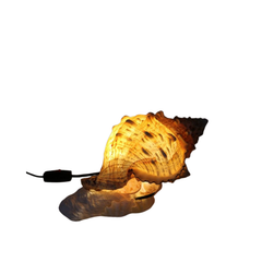 Yellow Whelk Shell Lamp