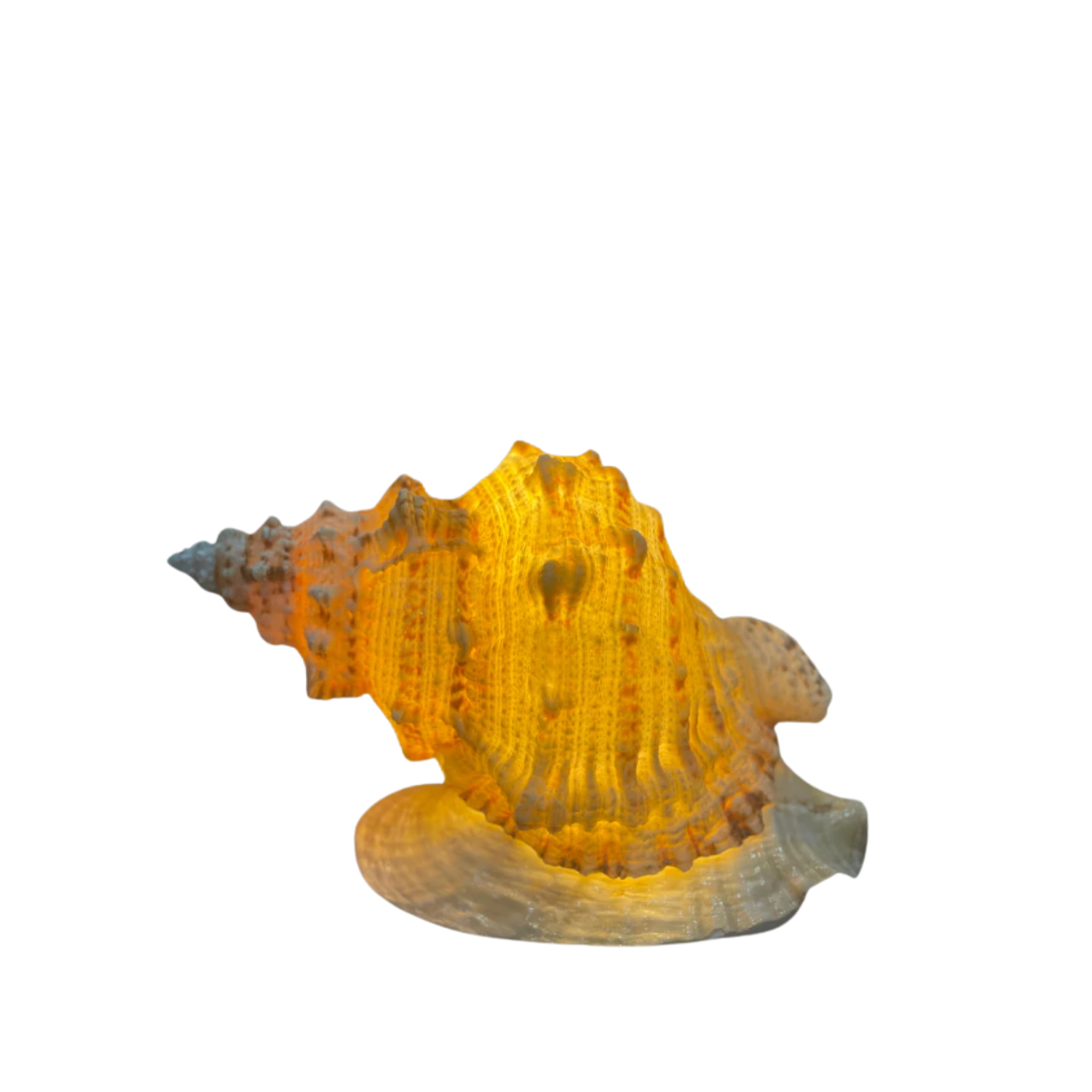 Yellow Whelk Shell Lamp